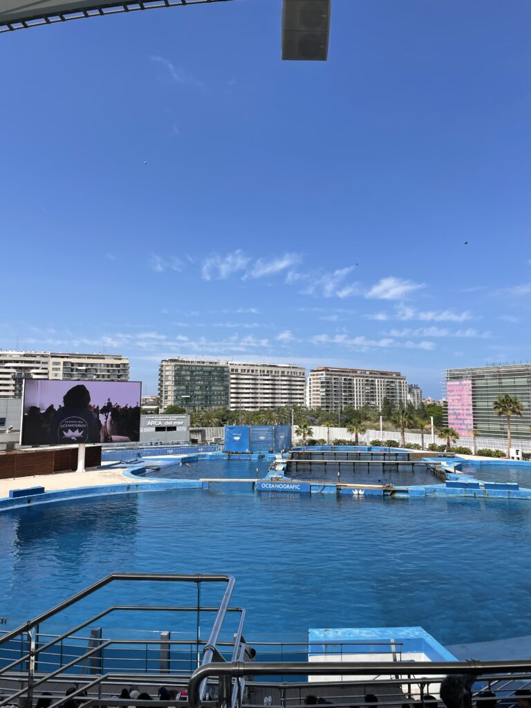 Pokaz delfinów w Oceanarium Walencja